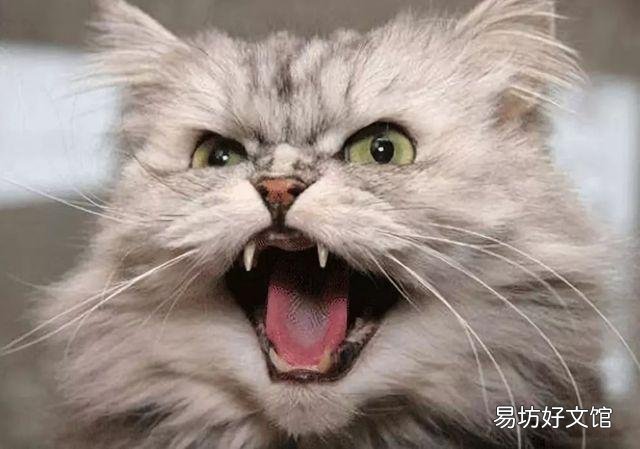 猫怕什么动物(体积大的动物)