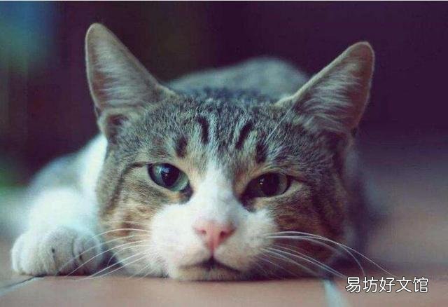 猫传腹症状初期症状(猫传腹症状初期症状会吐吗)