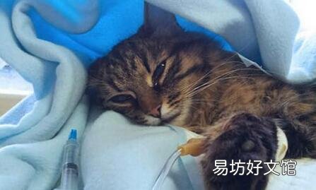 猫传腹症状初期症状(猫传腹症状初期症状会吐吗)