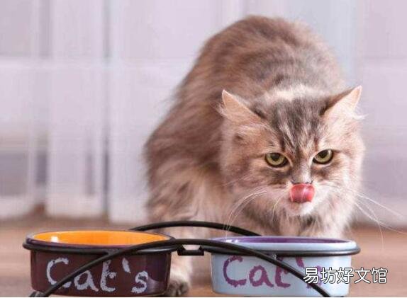 猫传腹症状初期症状(猫传腹症状初期症状会吐吗)