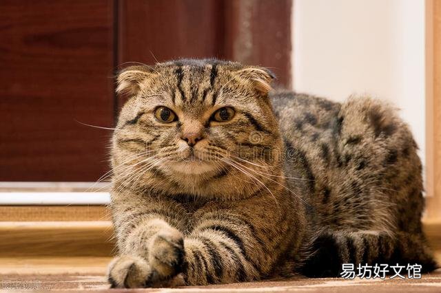 高地猫是什么品种(高地猫是什么品种配的)