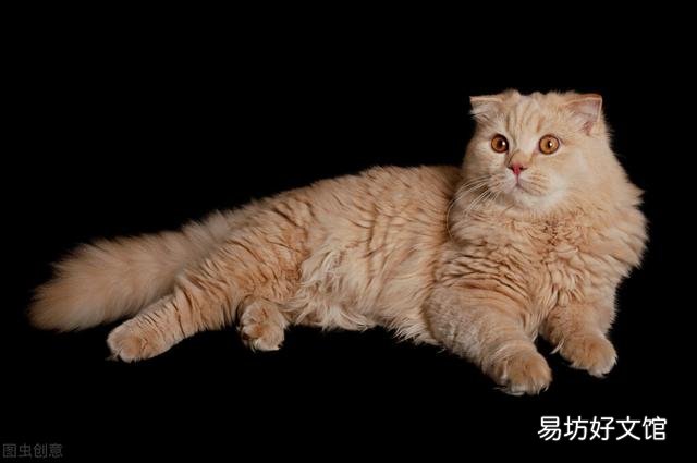 高地猫是什么品种(高地猫是什么品种配的)