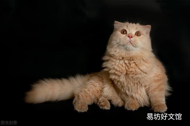 高地猫是什么品种(高地猫是什么品种配的)