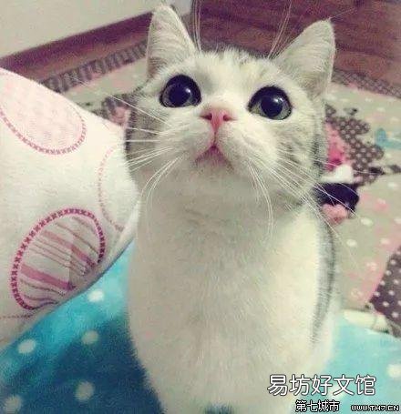 猫咪瞳孔变化与情绪(猫咪瞳孔为什么会变化)