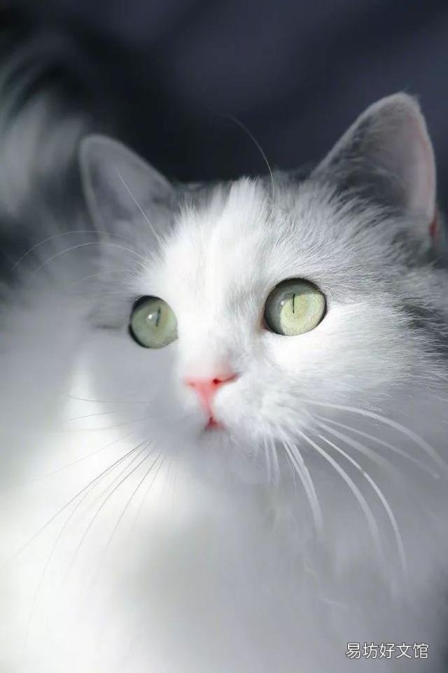 猫咪瞳孔变化与情绪(猫咪瞳孔为什么会变化)