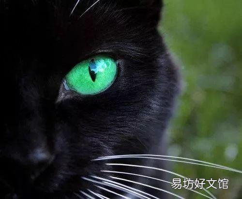 猫咪瞳孔变化与情绪(猫咪瞳孔为什么会变化)