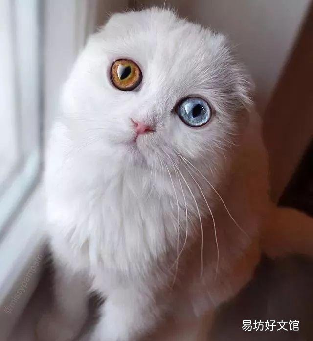 猫咪瞳孔变化与情绪(猫咪瞳孔为什么会变化)