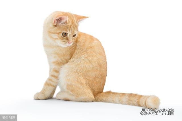 猫鼻支会传染人吗(猫鼻支会不会传染人)