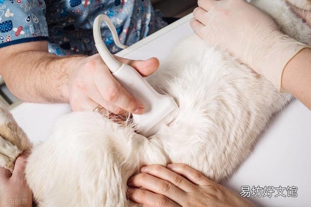 猫多长时间生小猫(猫一般多久生小猫)