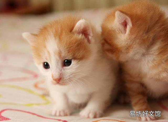 猫多长时间生小猫(猫一般多久生小猫)