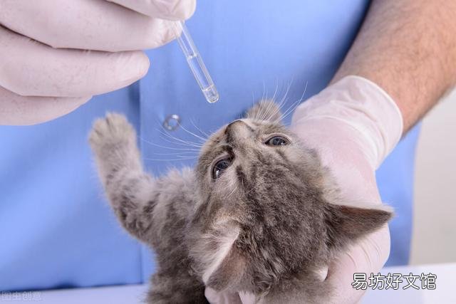 猫多长时间生小猫(猫一般多久生小猫)