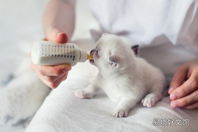 猫多长时间生小猫(猫一般多久生小猫)