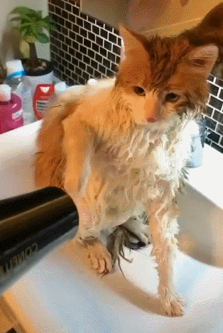 猫多久洗一次澡(宠物猫多长时间洗一次澡合适)