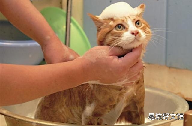 猫多久洗一次澡(宠物猫多长时间洗一次澡合适)