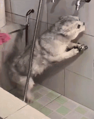 猫多久洗一次澡(宠物猫多长时间洗一次澡合适)