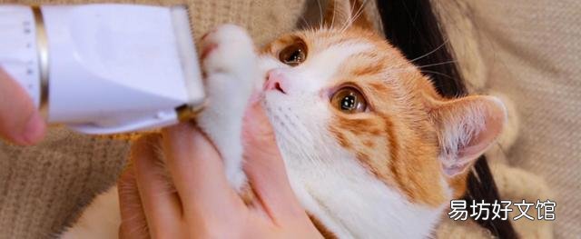 猫多久洗一次澡(宠物猫多长时间洗一次澡合适)