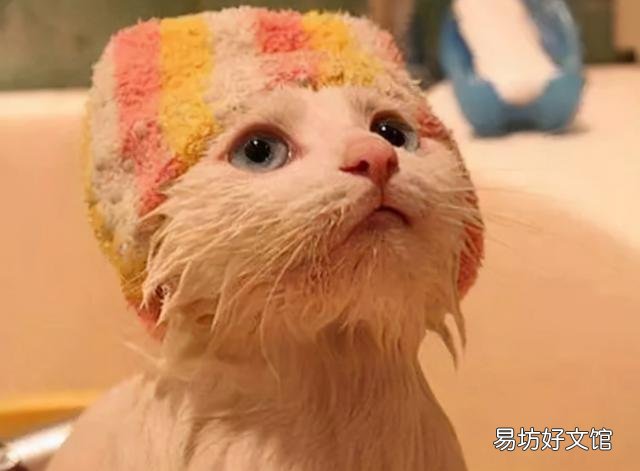 猫多久洗一次澡(宠物猫多长时间洗一次澡合适)