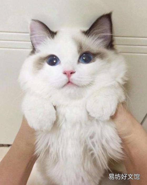 猫多久洗一次澡(宠物猫多长时间洗一次澡合适)