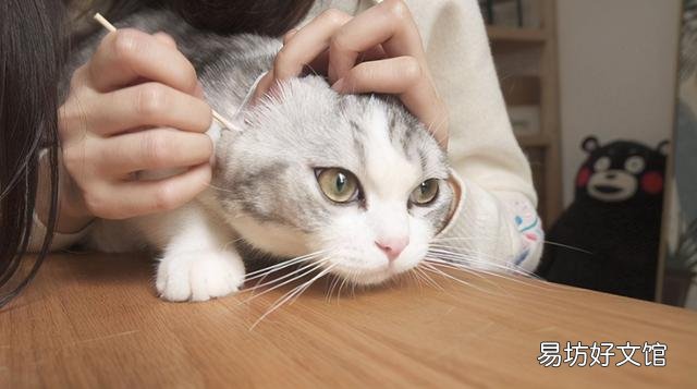猫多久洗一次澡(宠物猫多长时间洗一次澡合适)