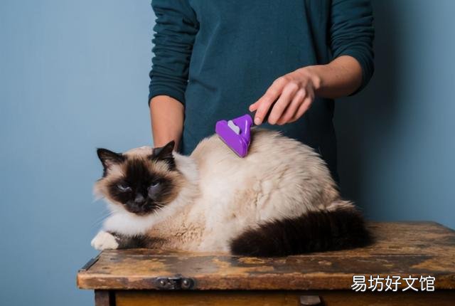 猫多久洗一次澡(宠物猫多长时间洗一次澡合适)