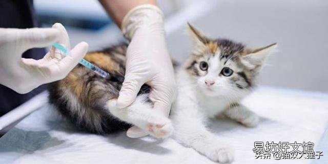 猫不打疫苗可以吗(家养猫不打疫苗可以吗)