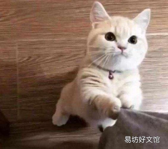 猫一直叫是怎么回事(新来的小猫一直叫是什么原因)