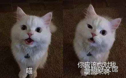 猫一直叫是怎么回事(新来的小猫一直叫是什么原因)
