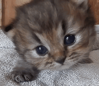 猫一直叫是怎么回事(新来的小猫一直叫是什么原因)