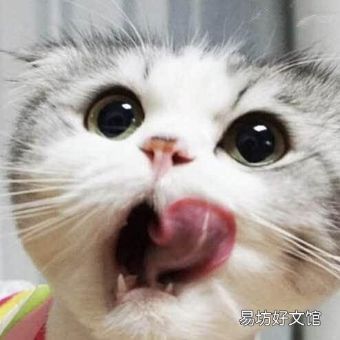 猫一直叫是怎么回事(新来的小猫一直叫是什么原因)