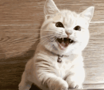猫一直叫是怎么回事(新来的小猫一直叫是什么原因)