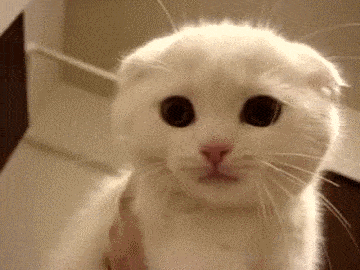 猫一直叫是怎么回事(新来的小猫一直叫是什么原因)