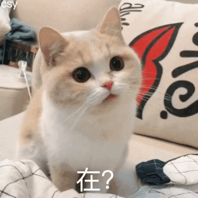 猫一直叫是怎么回事(新来的小猫一直叫是什么原因)