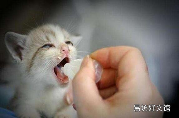 猫放屁很臭是什么原因(猫放屁正常吗)