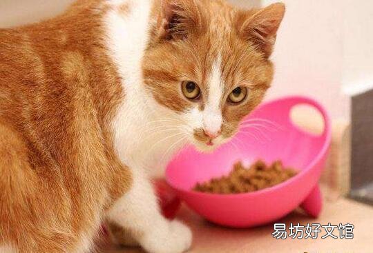 猫放屁很臭是什么原因(猫放屁正常吗)