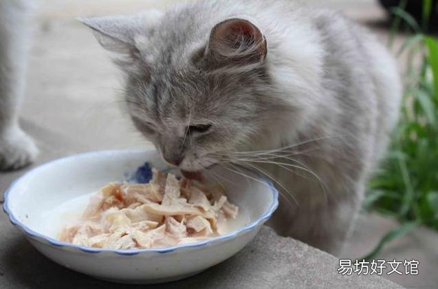 猫放屁很臭是什么原因(猫放屁正常吗)