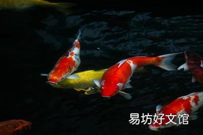锦鲤突然升温身体不适该怎么办?