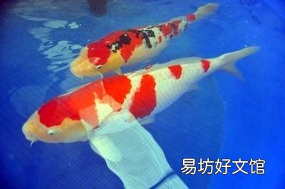 锦鲤突然升温身体不适该怎么办?