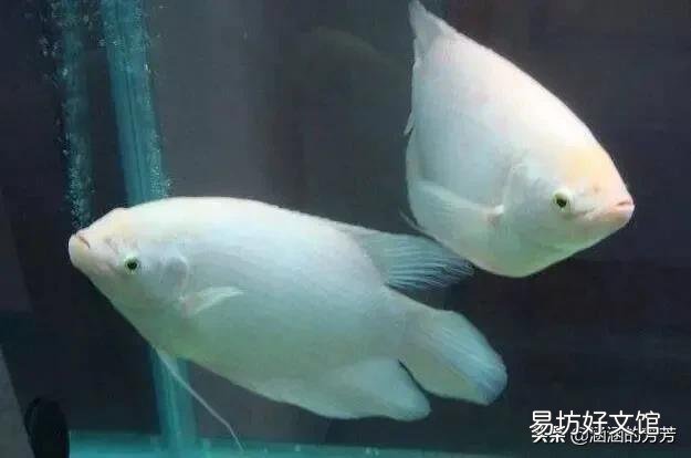 雨天是否可以在鱼缸里换水和补水吗?