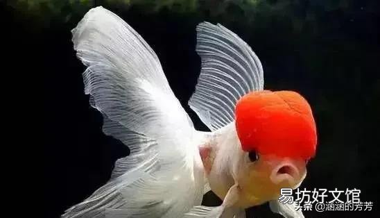 雨天是否可以在鱼缸里换水和补水吗?