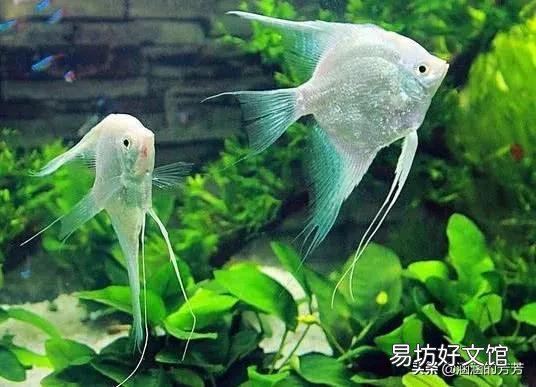雨天是否可以在鱼缸里换水和补水吗?