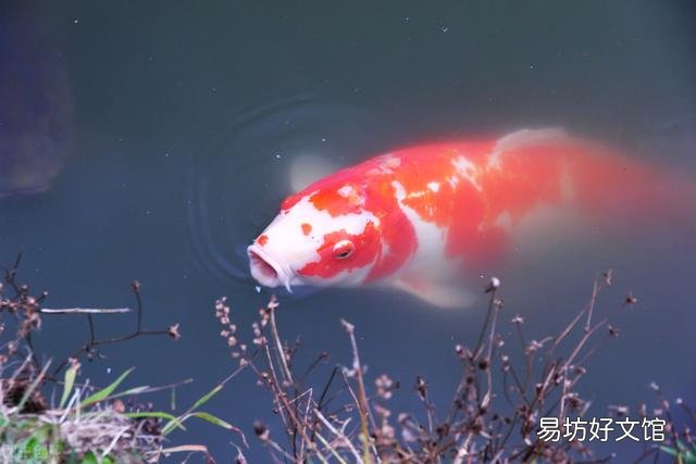 养锦鱼不增氧养得活吗？