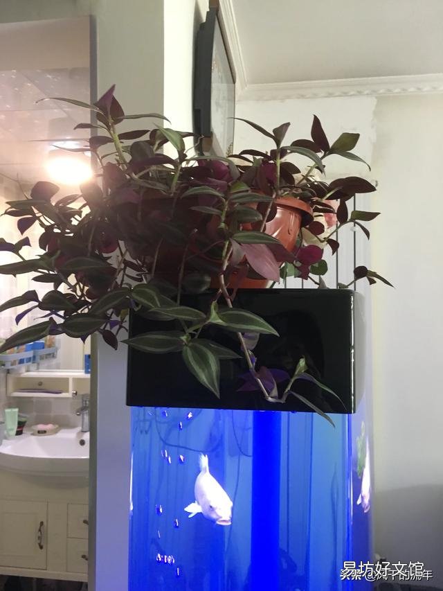 养锦鱼不增氧养得活吗？