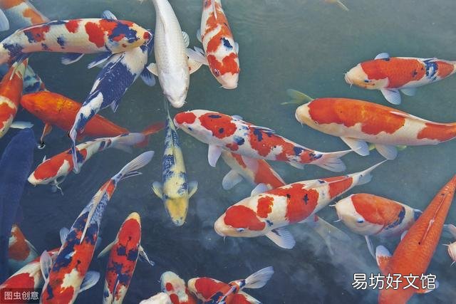 养锦鱼不增氧养得活吗？