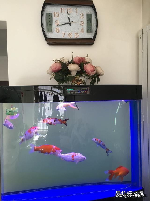 养锦鱼不增氧养得活吗？