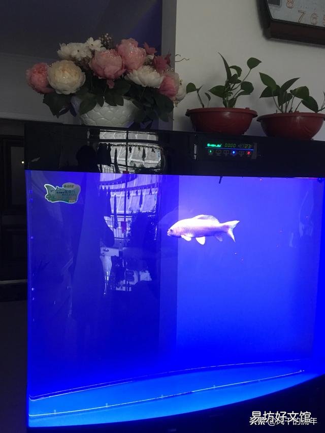 养锦鱼不增氧养得活吗？
