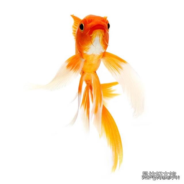 养锦鱼不增氧养得活吗？