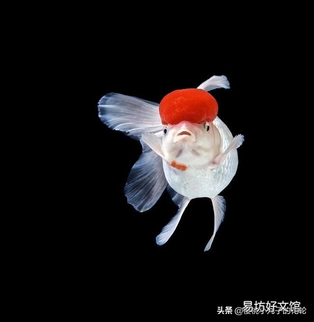小鱼缸养的金鱼,怎样提高成活率?