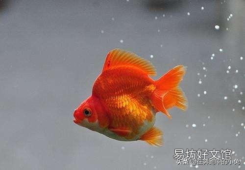 小鱼缸养的金鱼,怎样提高成活率?
