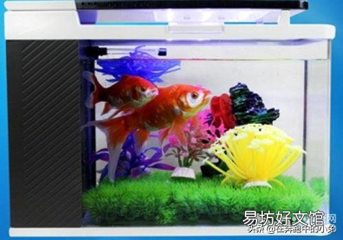 小鱼缸养的金鱼,怎样提高成活率?