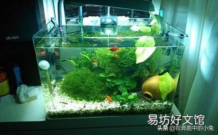 小鱼缸养的金鱼,怎样提高成活率?